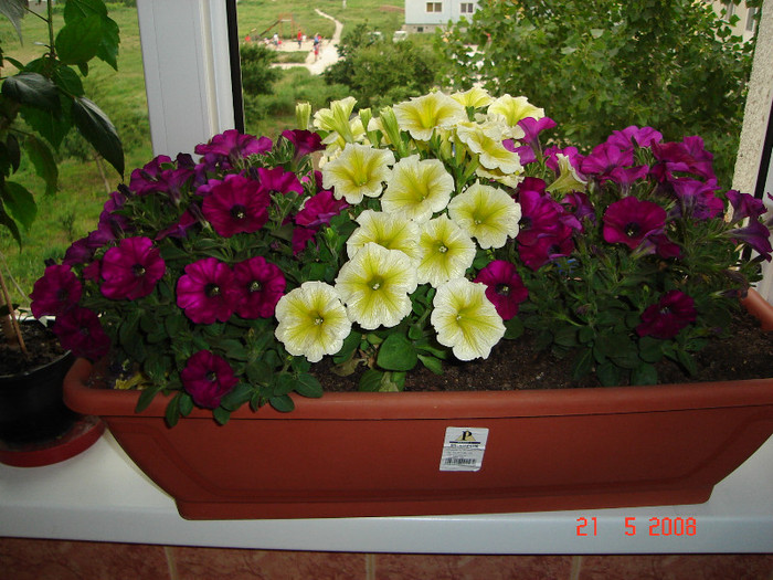 DSC03553 - jardiniere cu petunii -muscate - crizanteme