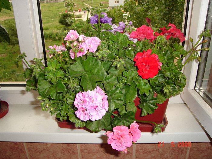 DSC03555 - jardiniere cu petunii -muscate - crizanteme