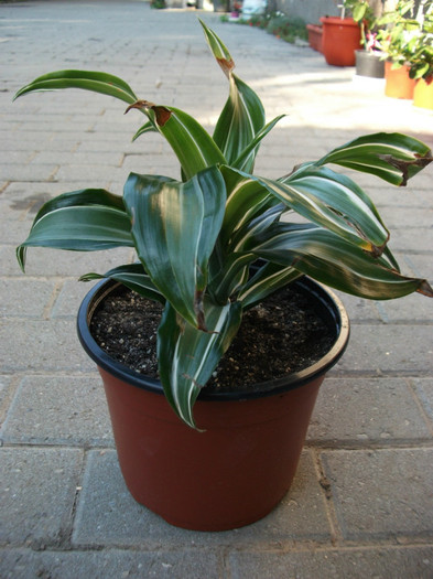 dracena - Palmieri