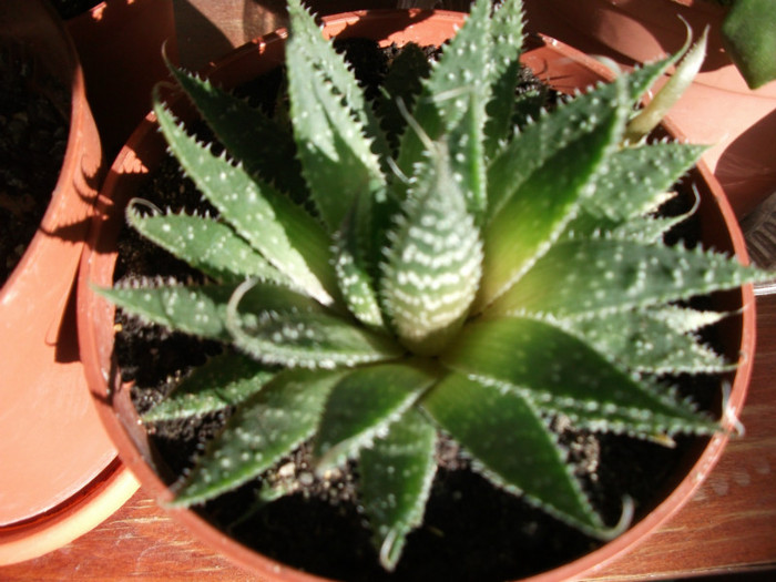 aloe vera