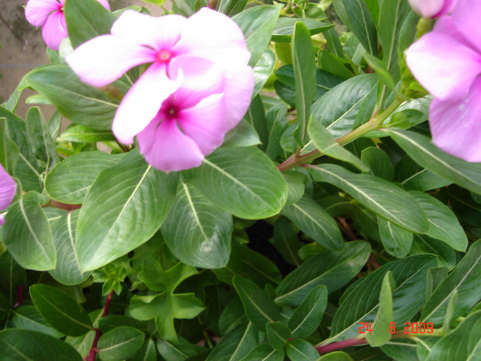 DSC05585 - Vinca