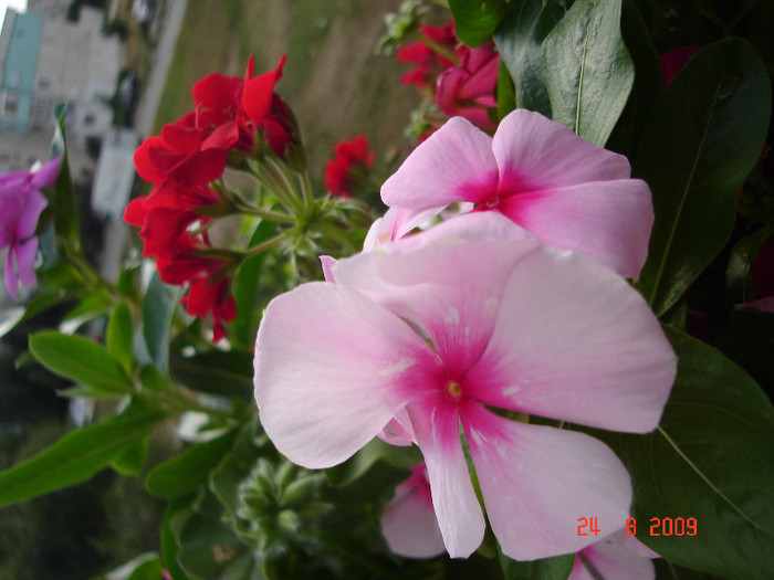 DSC05586 - Vinca