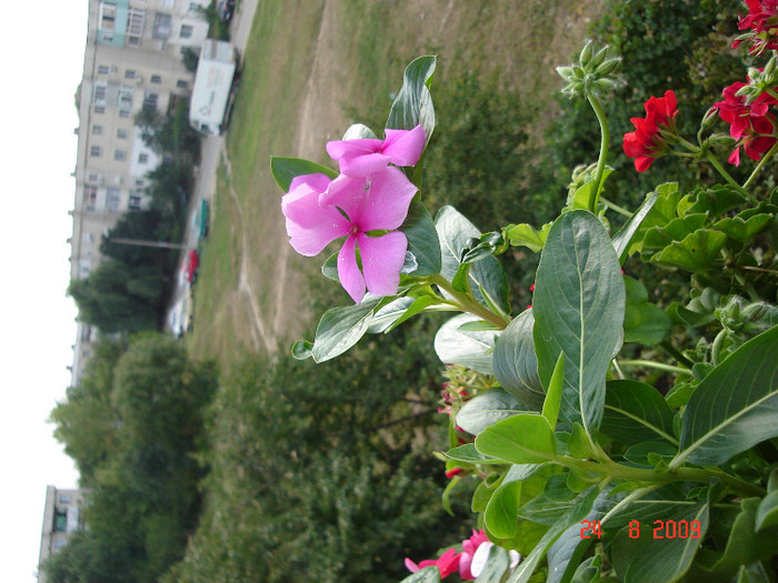 DSC05587 - Vinca