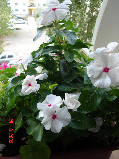 DSC05589 - Vinca