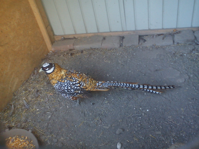 DSC00263 - Fazan Regal