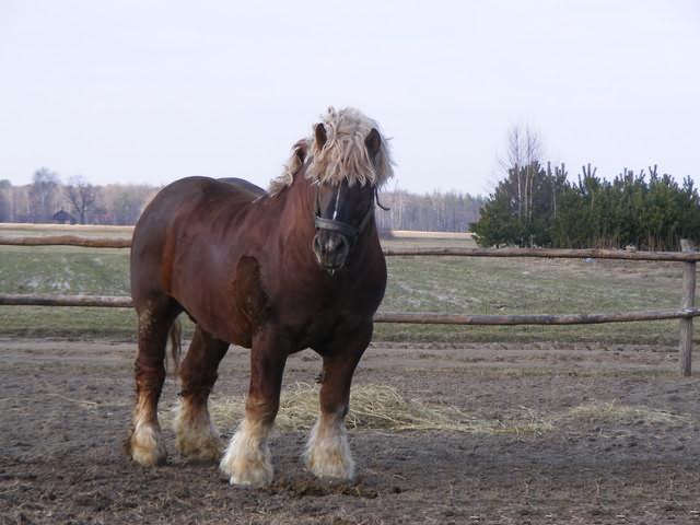 427944_385270434847668_534906496_n - cai frumosi