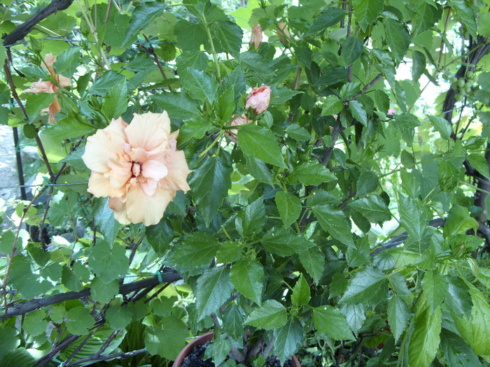 hibiscus - curtea