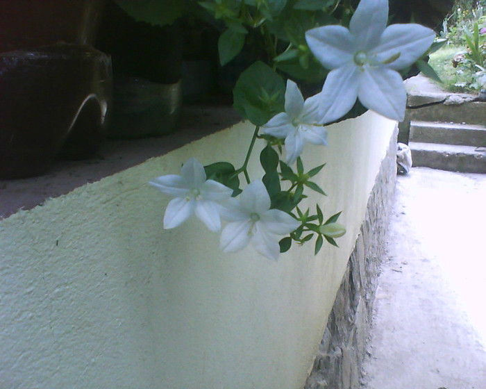  - Campanula