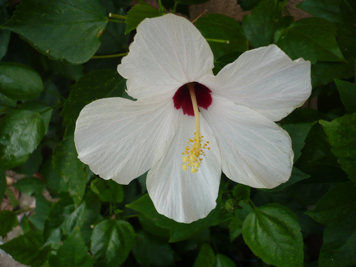 P1170147
