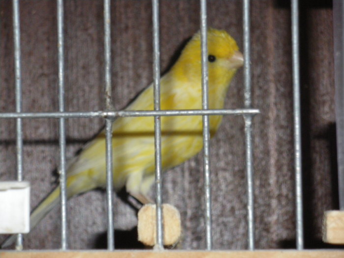 IMGP1457 - VANZARE CANARI MALINOIS