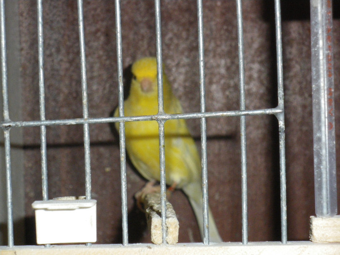 IMGP1467 - VANZARE CANARI MALINOIS