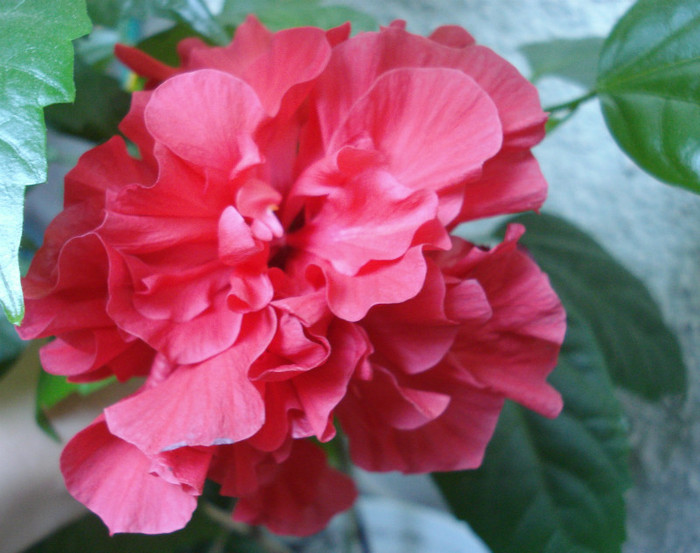 August 2012 - Hibiscus