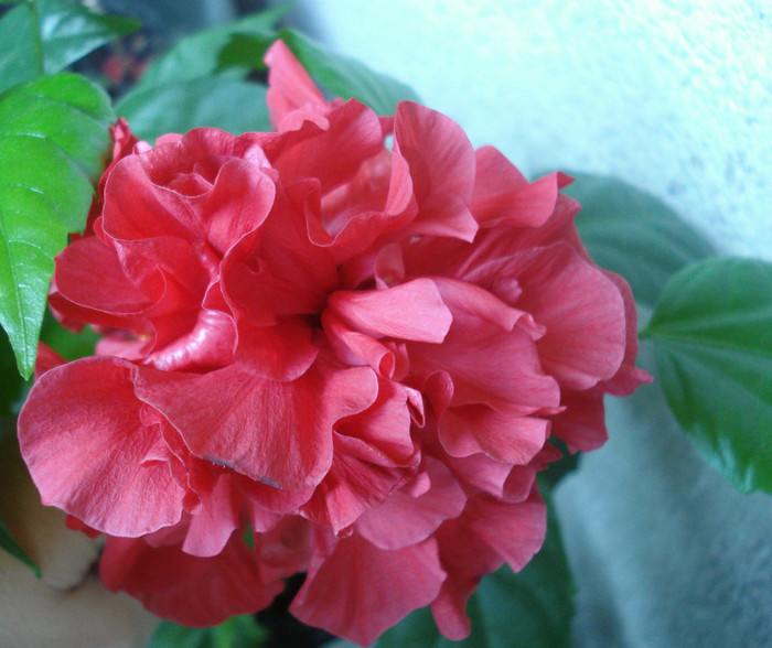 August 2012 - Hibiscus