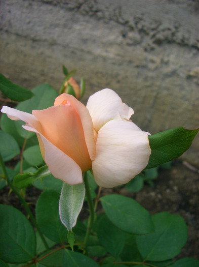 André le Nôtre • Betty White ™ • Fredrika Bremer • MEIceppus • Miriam Makeba; Hybrid Tea -Alain Meilland (France, before 2000).
