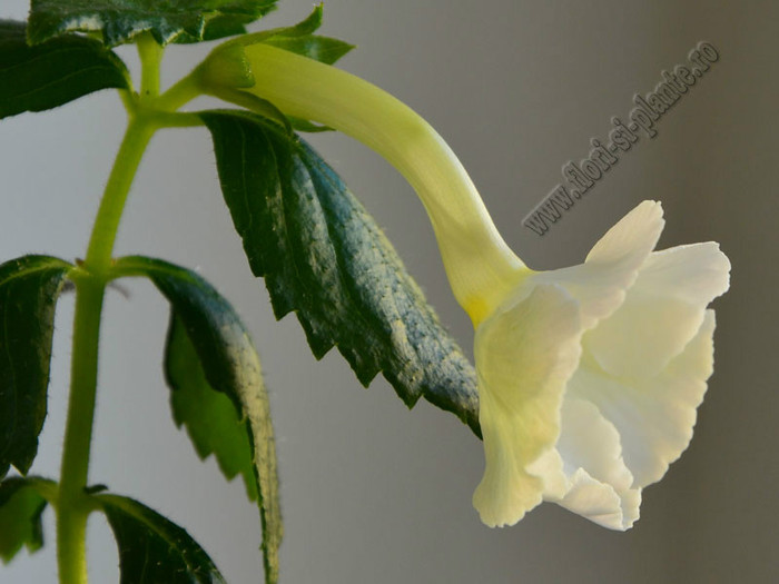 xAchimenantha Aries - ACHIMENES II