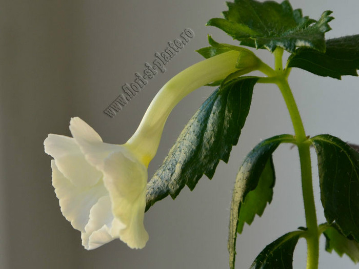 xAchimenantha Aries - ACHIMENES II