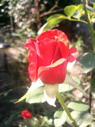 baccara