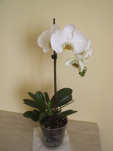 15.08.2012 - Phalaenopsis