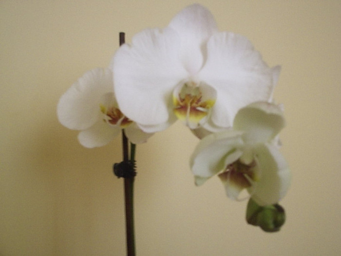 15.08.2012 - Phalaenopsis