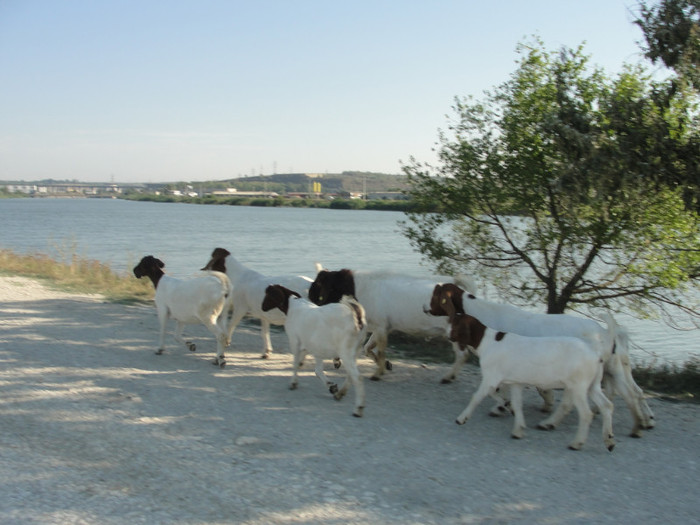 DSC03040 - capre boer