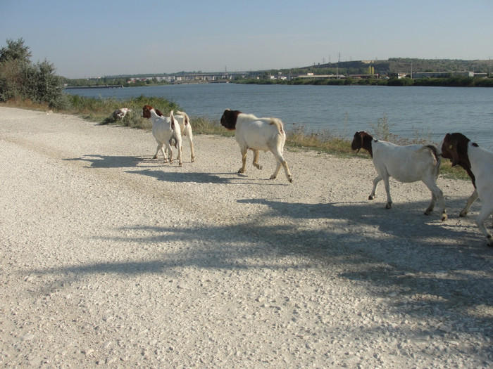 DSC03041 - capre boer