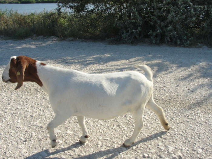 DSC03047 - capre boer