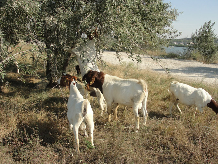 DSC03054 - capre boer