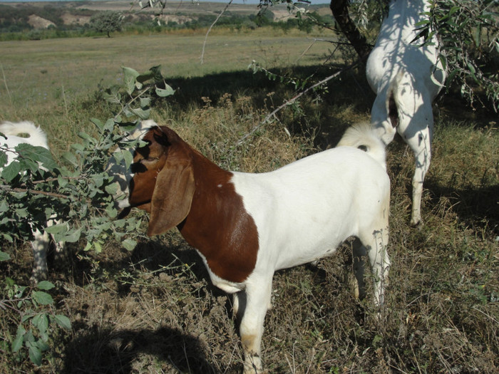 DSC03060 - capre boer