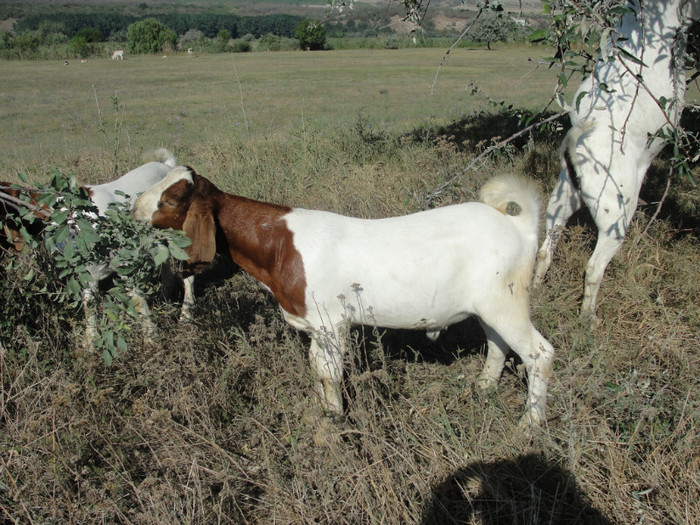 DSC03064 - capre boer