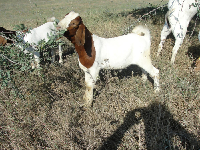 DSC03065 - capre boer