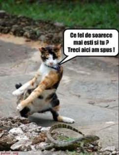 images (14)
