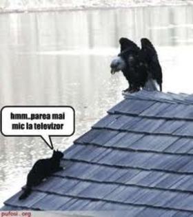 images (21)
