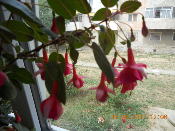 DSCN1821 - Fuchsia 2012