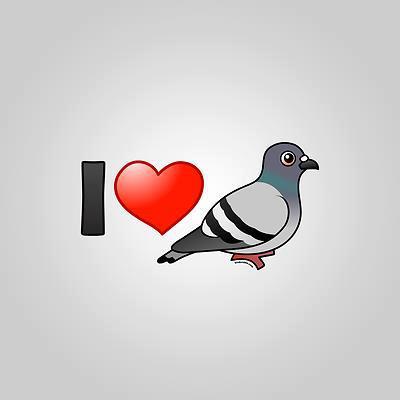 i love pigeons - 1 CONTACT