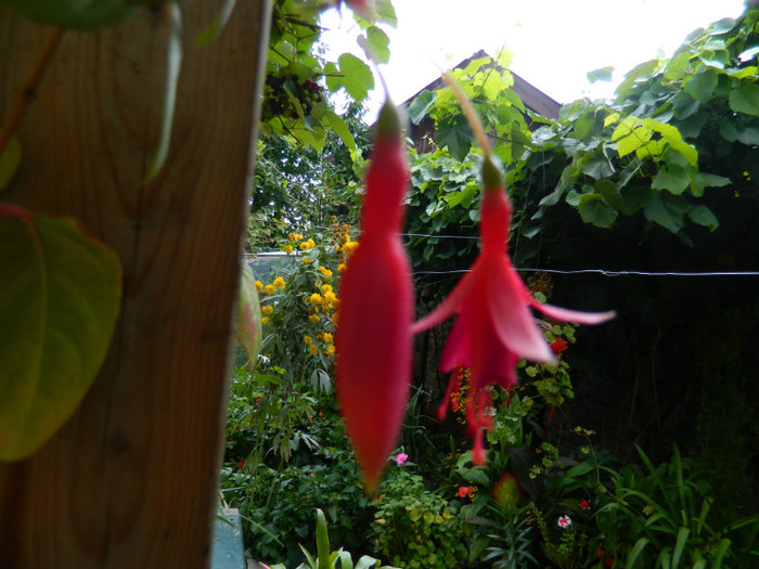 DSCN7971 - August 2012