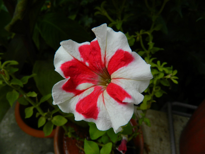 DSCN7979 - August 2012