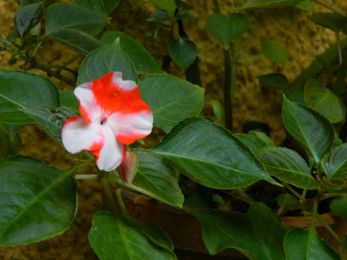 DSCN8010