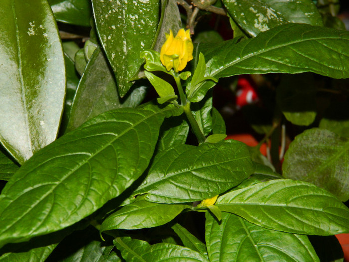 DSCN8042
