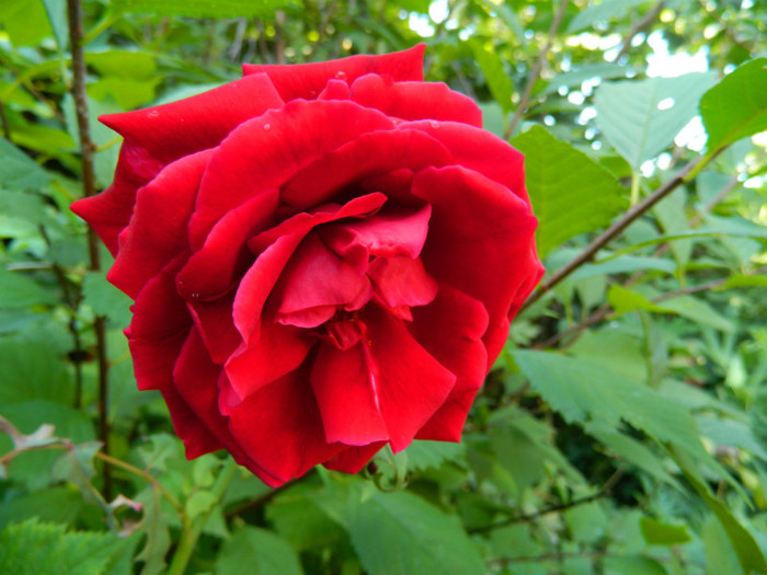DSCN8050