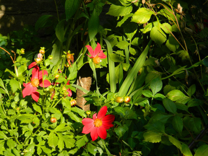 DSCN8071 - August 2012