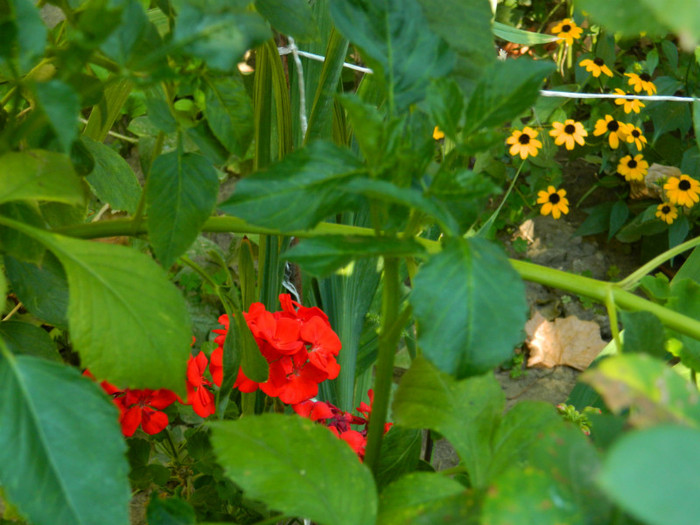 DSCN8079 - August 2012