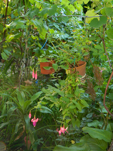 DSCN8085 - August 2012