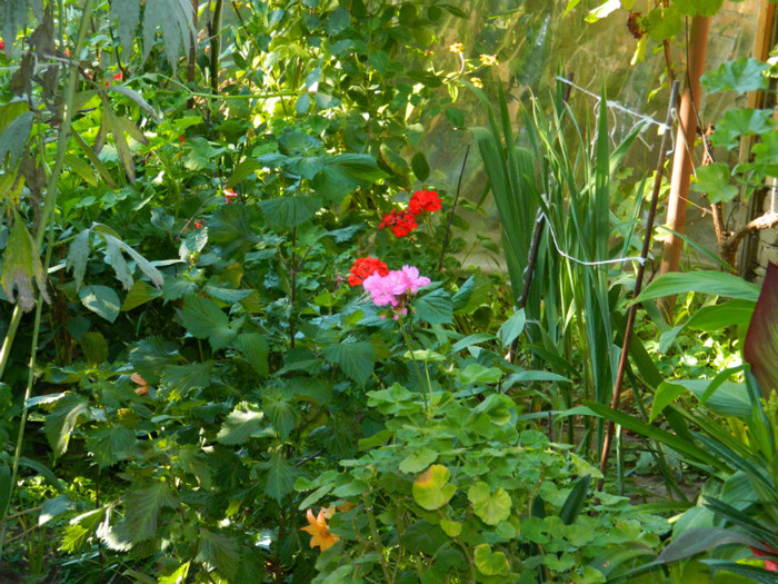 DSCN8104 - August 2012