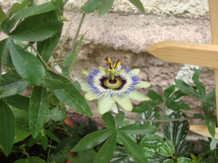  - florile mele2