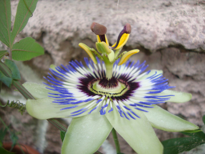  - florile mele2