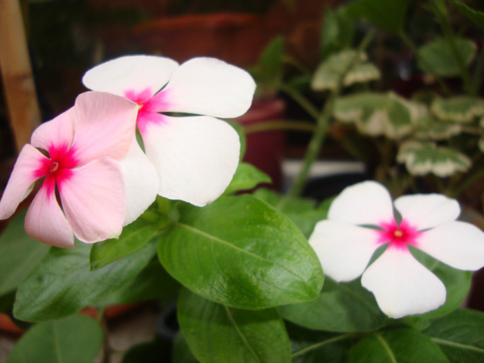  - florile mele2