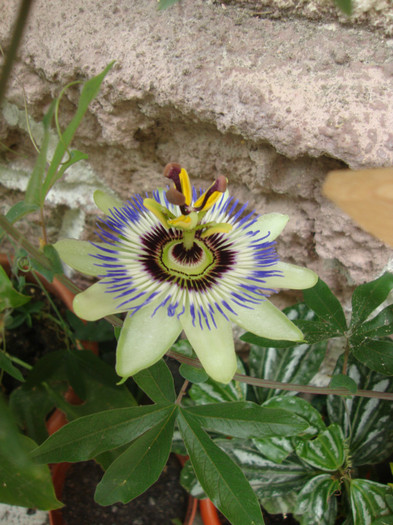 passiflora - florile mele2
