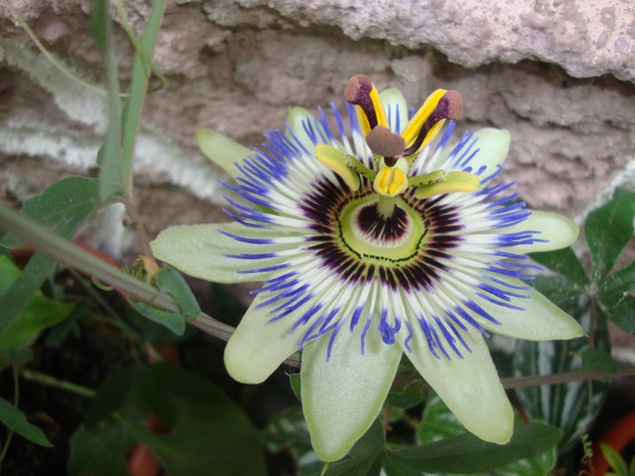  - florile mele2