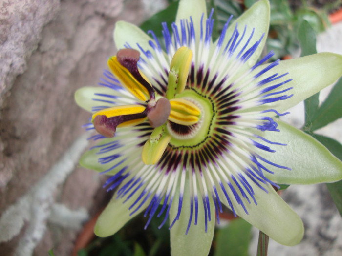  - florile mele2