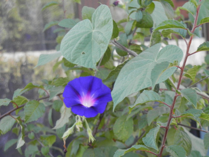 Morning Glory_Ipomoea (2012, Aug.15)